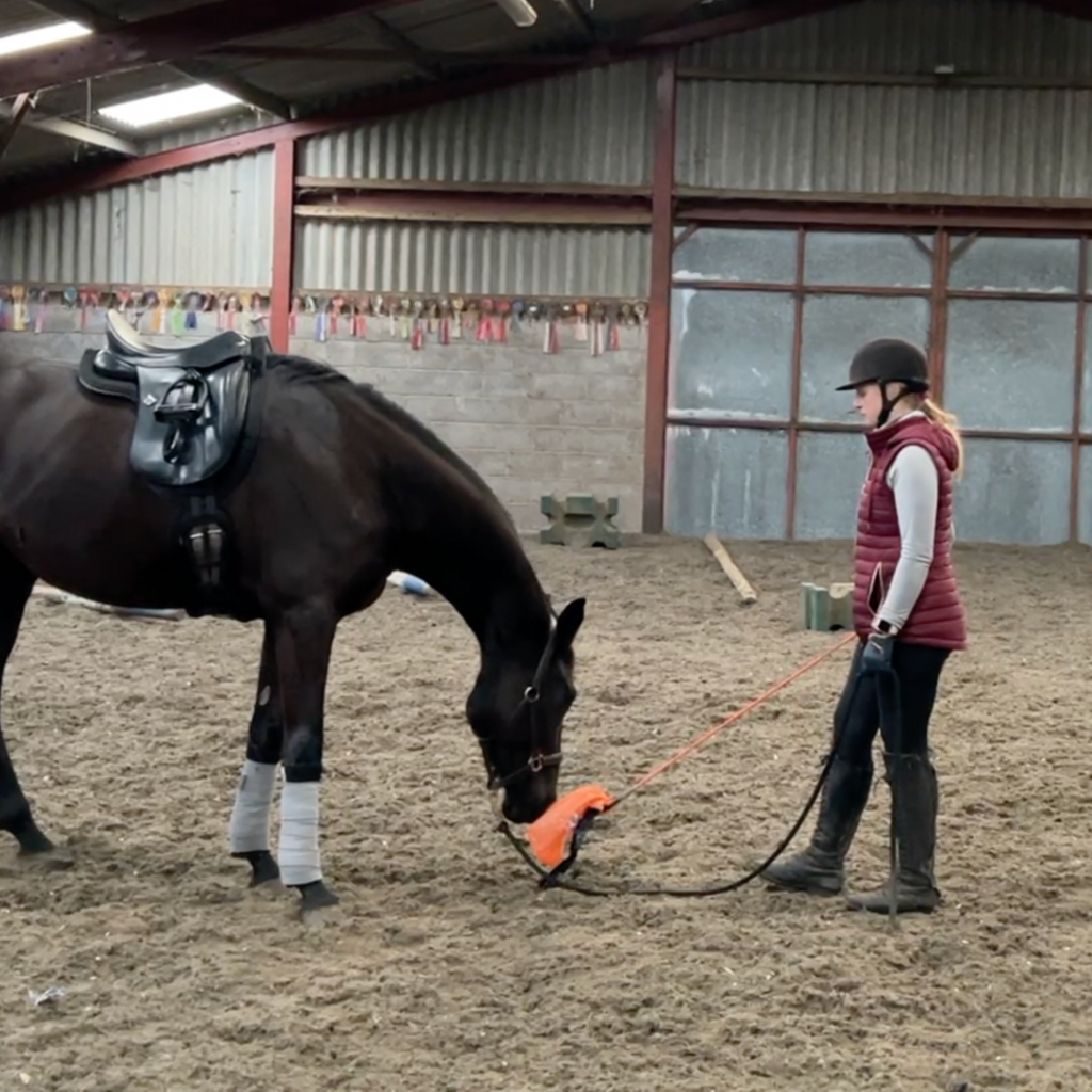 Horse looking at plastic on a stick