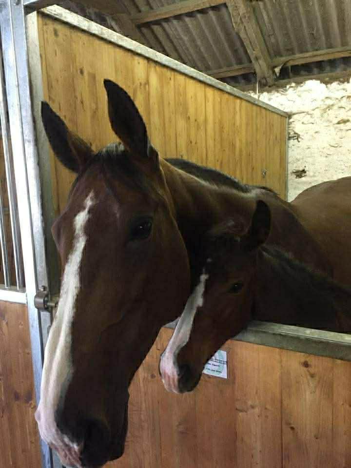 mare and foal