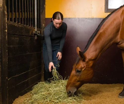 Equiteam_blog (1)
