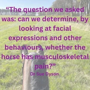 The question we asked was can we determine, by looking at facial expressions and other behaviours, whether the horse has musculoskeletal pain-2
