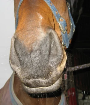 healthy nose