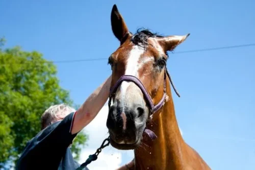 horse bath