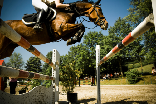showjumper