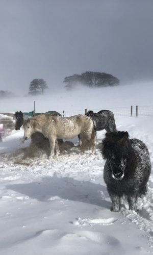 Horses in the snow
